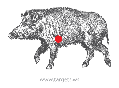Wild Boar Shooting Target 4